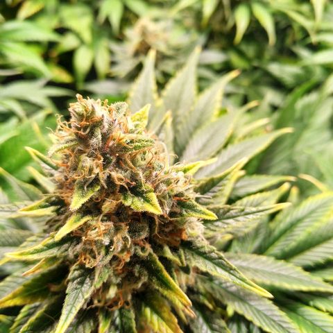 Northern Lights growlog timeline photo