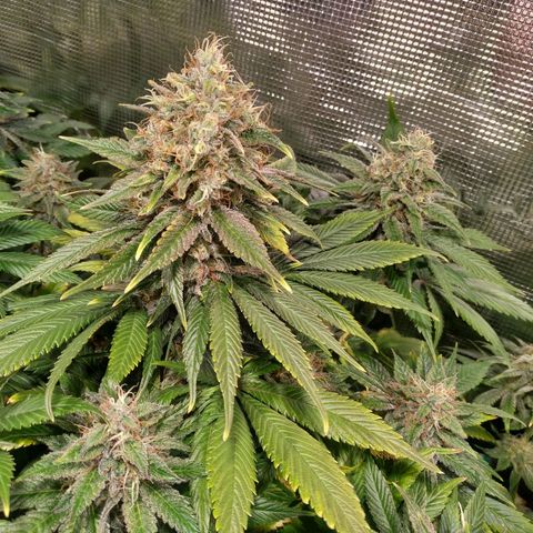 Northern Lights growlog timeline photo