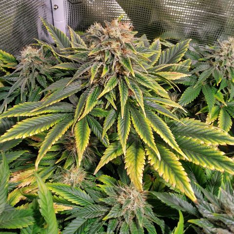Northern Lights growlog timeline photo