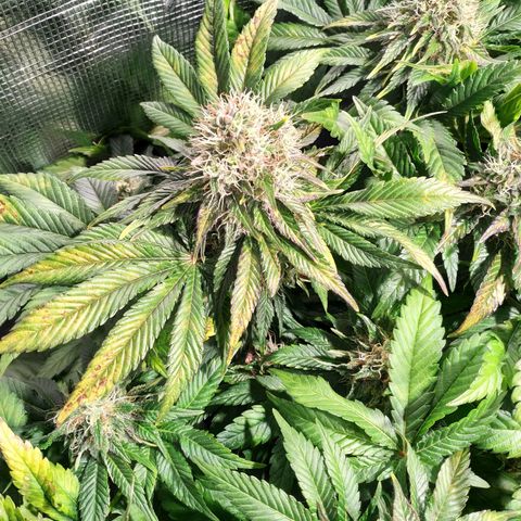 Northern Lights growlog timeline photo