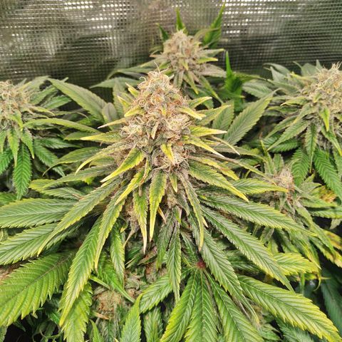Northern Lights growlog timeline photo