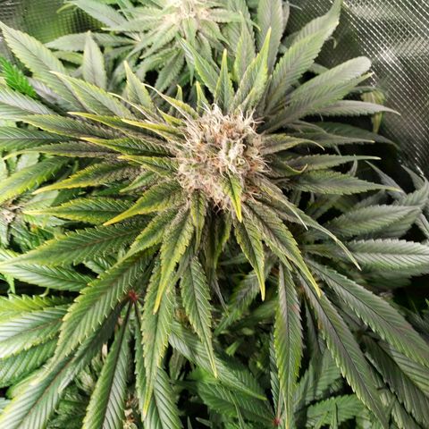 Northern Lights growlog timeline photo