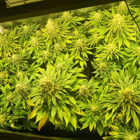 Northern Lights growlog timeline photo