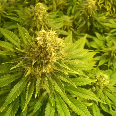 Northern Lights growlog timeline photo