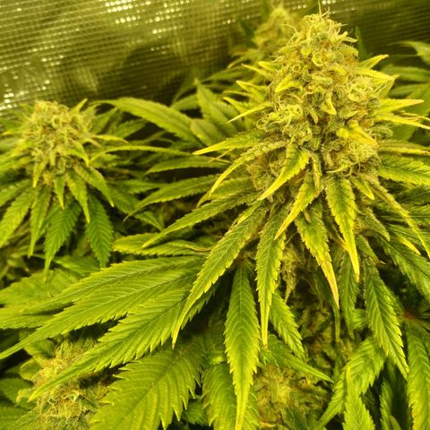 Northern Lights growlog timeline photo