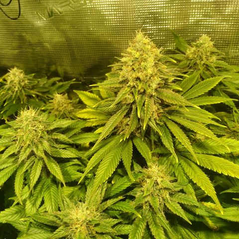 Northern Lights growlog timeline photo