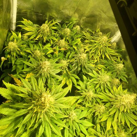 Northern Lights growlog timeline photo