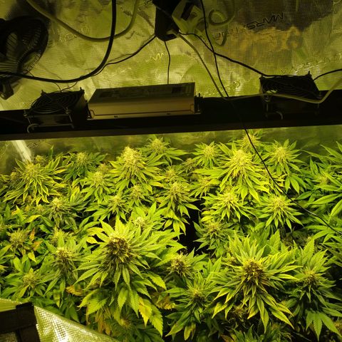 Northern Lights growlog timeline photo