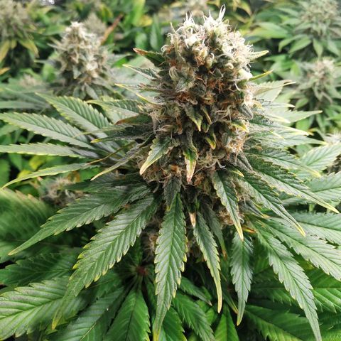 Northern Lights growlog timeline photo