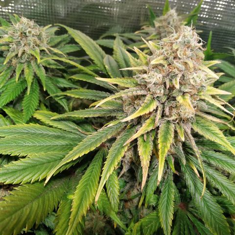 Northern Lights growlog timeline photo