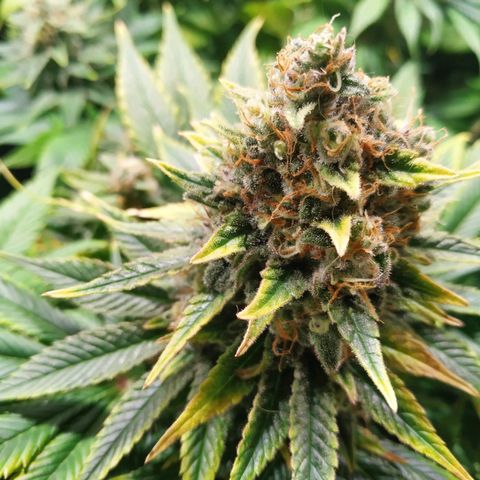 Northern Lights growlog timeline photo