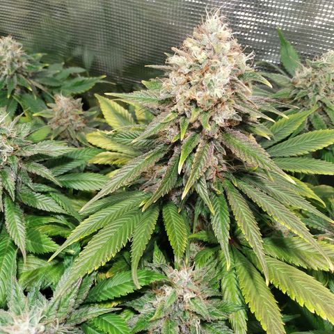 Northern Lights growlog timeline photo
