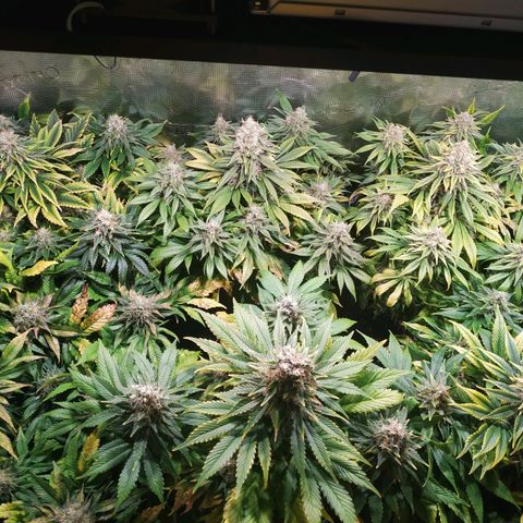 Northern Lights growlog timeline photo
