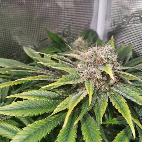 Northern Lights growlog timeline photo