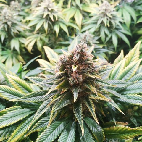 Northern Lights growlog timeline photo