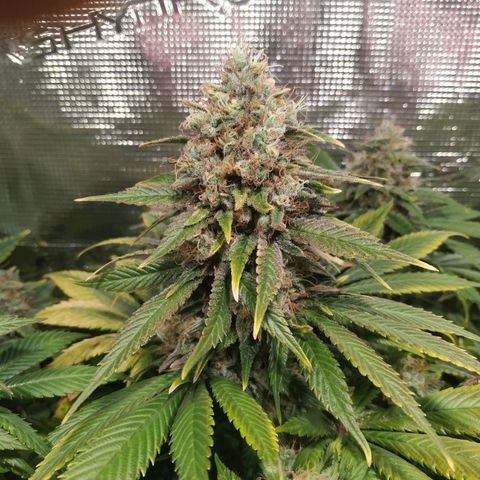 Northern Lights growlog timeline photo