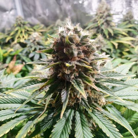 Northern Lights growlog timeline photo