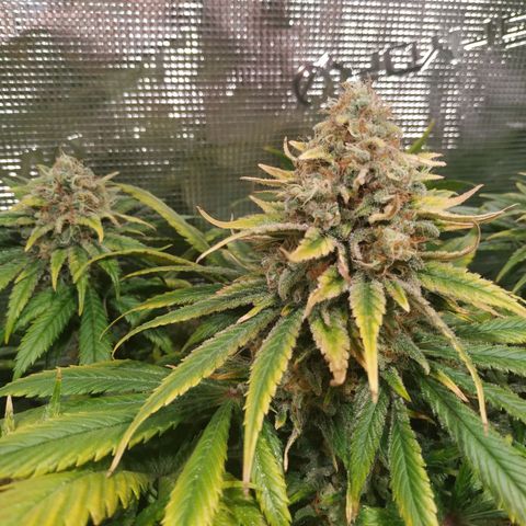 Northern Lights growlog timeline photo