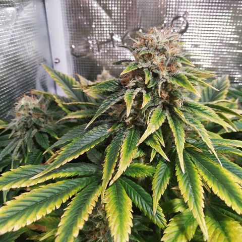Northern Lights growlog timeline photo