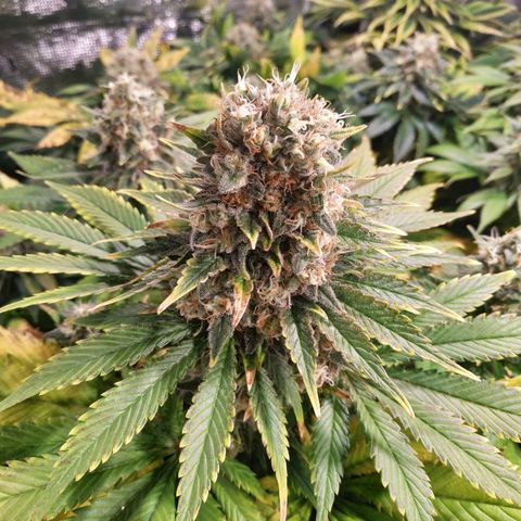 Northern Lights growlog timeline photo