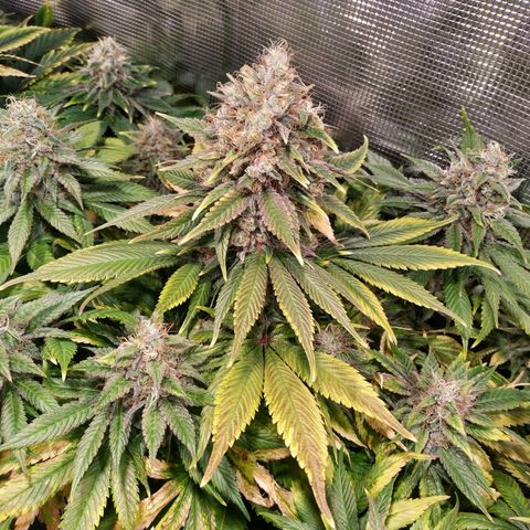 Northern Lights growlog timeline photo
