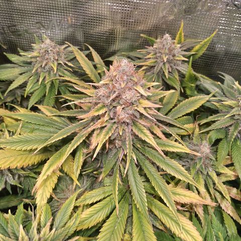 Northern Lights growlog timeline photo