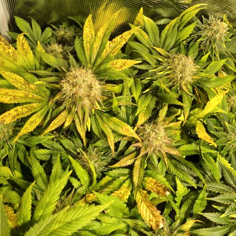 Northern Lights growlog timeline photo