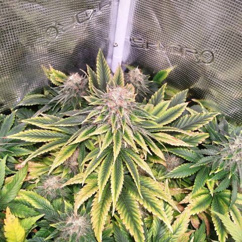 Northern Lights growlog timeline photo