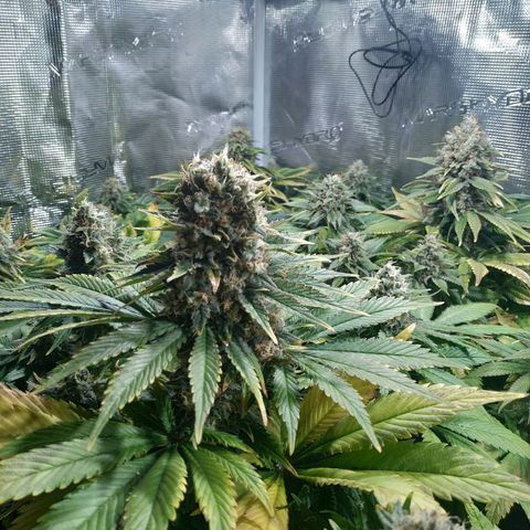 Northern Lights growlog timeline photo