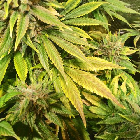 Northern Lights growlog timeline photo