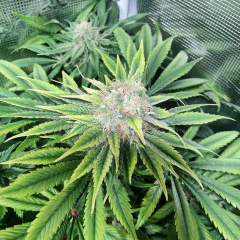 Northern Lights growlog timeline photo