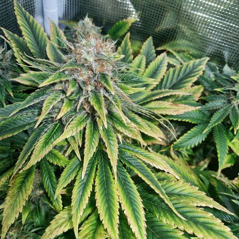 Northern Lights growlog timeline photo