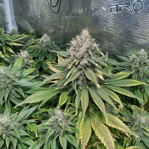 Northern Lights growlog timeline photo