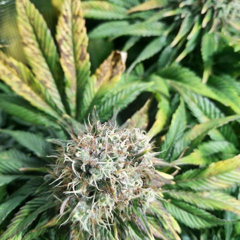 Northern Lights growlog timeline photo