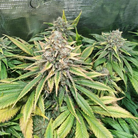 Northern Lights growlog timeline photo