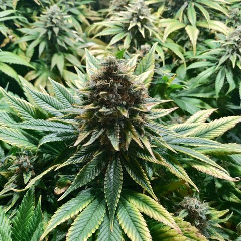 Northern Lights growlog timeline photo