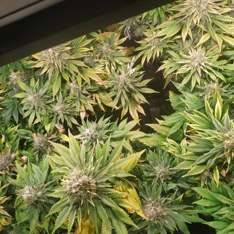 Northern Lights growlog timeline photo