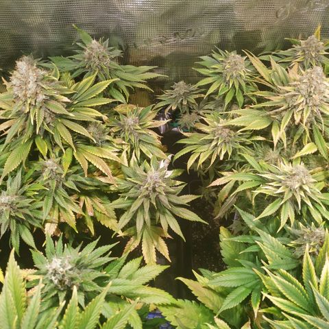Northern Lights growlog timeline photo