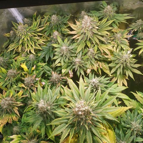 Northern Lights growlog timeline photo