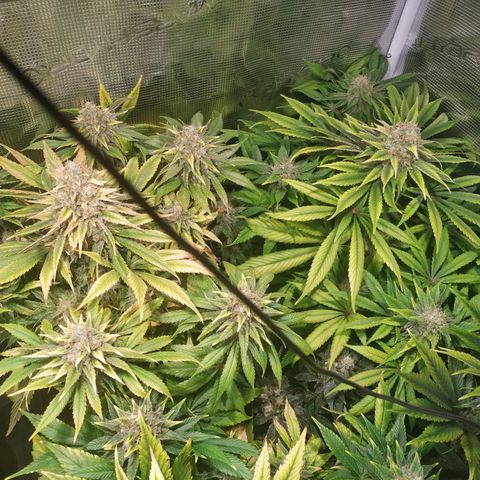 Northern Lights growlog timeline photo