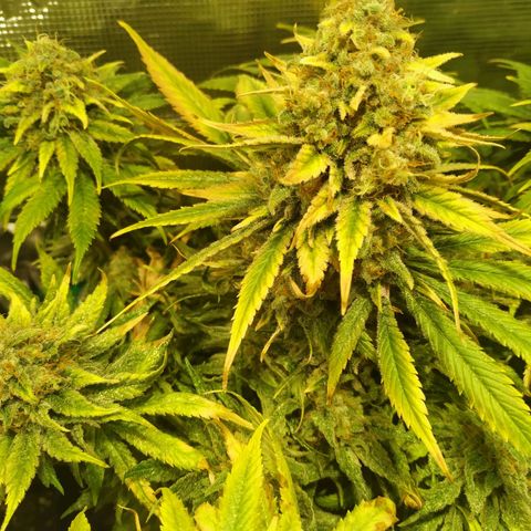 Northern Lights growlog timeline photo