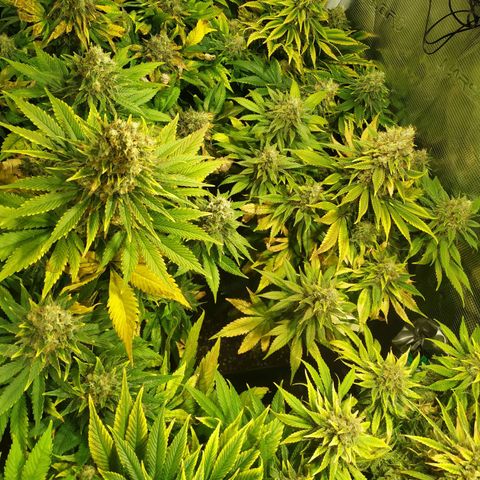 Northern Lights growlog timeline photo
