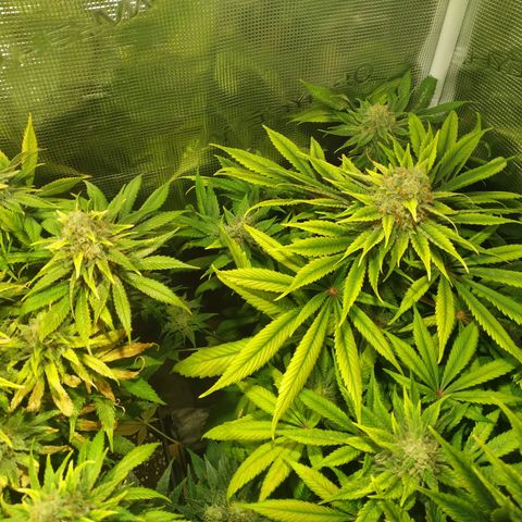 Northern Lights growlog timeline photo