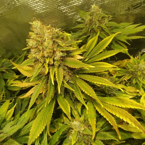 Northern Lights growlog timeline photo