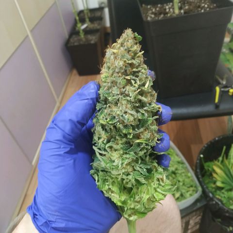 Northern Lights growlog timeline photo