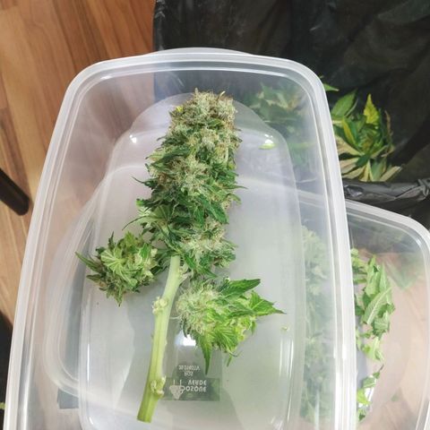 Northern Lights growlog timeline photo