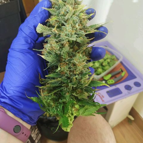 Northern Lights growlog timeline photo