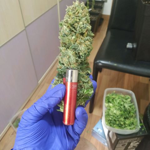Northern Lights growlog timeline photo