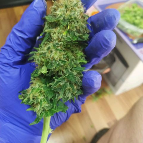 Northern Lights growlog timeline photo