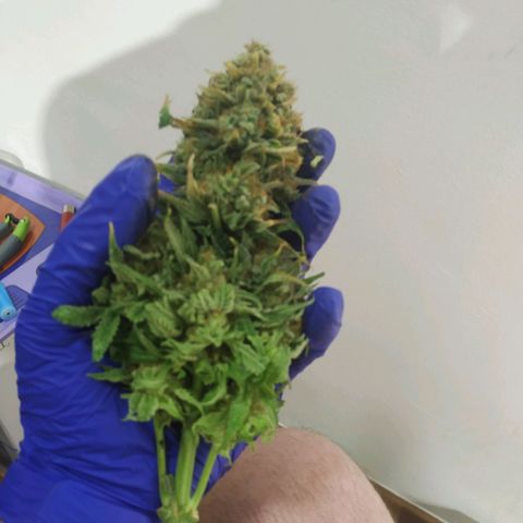 Northern Lights growlog timeline photo